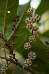 Elaeocarpus variabilis