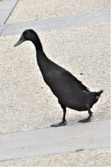 Anas platyrhynchos domesticus