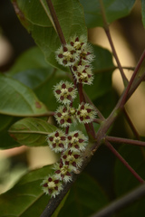Elaeocarpus variabilis