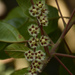 Elaeocarpus variabilis - Photo (c) Siddarth Machado, some rights reserved (CC BY), uploaded by Siddarth Machado