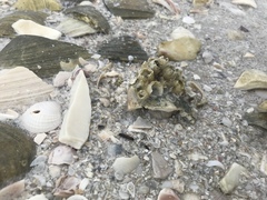 Amphibalanus eburneus