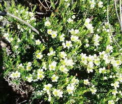 Diosma aspalathoides