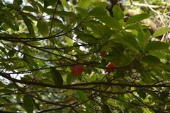 Elaeocarpus variabilis