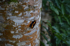 Catonephele numilia esite