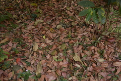 Elaeocarpus variabilis