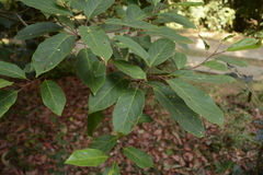 Elaeocarpus variabilis