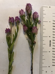 Polygala sanguinea