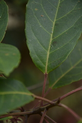 Elaeocarpus variabilis