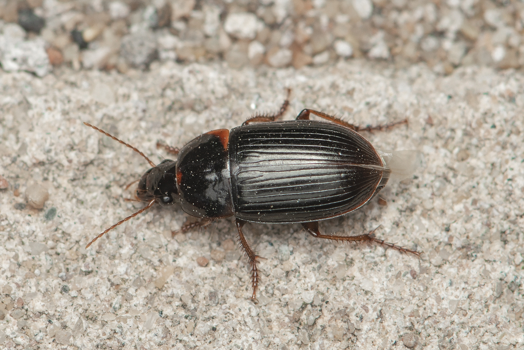Ooistus