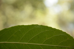 Elaeocarpus variabilis