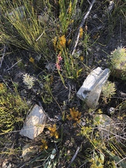 Struthiola macowanii