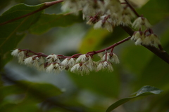 Elaeocarpus variabilis