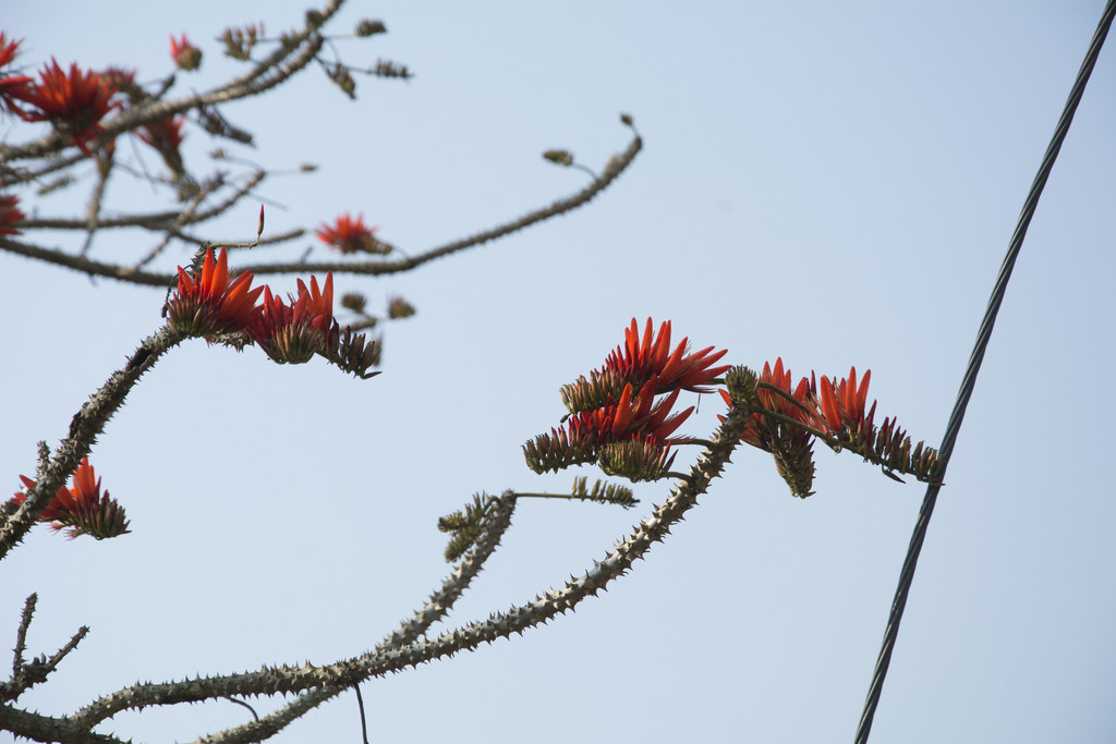 Osaka trắng – Erythrina stricta