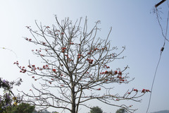 Erythrina stricta