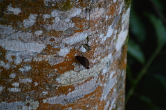 Catonephele numilia esite