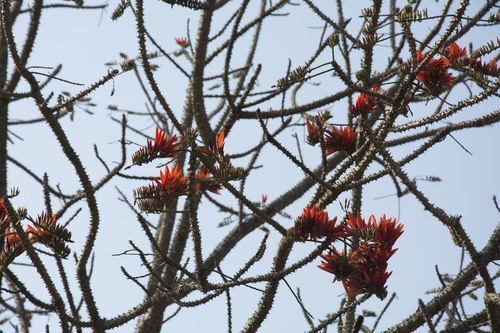 Image of Erythrina stricta by (c) Siddarth Machado, some rights reserved (CC BY)
