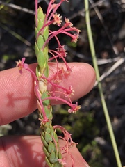 Struthiola macowanii