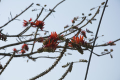 Erythrina stricta