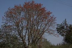 Erythrina suberosa