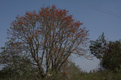 Erythrina suberosa