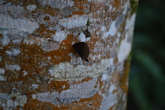 Catonephele numilia esite