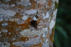 Catonephele numilia esite