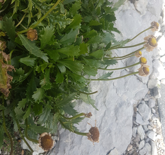 Leucanthemum halleri