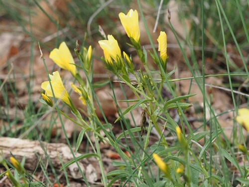 Image of Linum campanulatum by (c) Louis Aureglia, some rights reserved (CC BY)