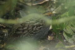 Odontophorus capueira