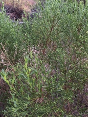 Baccharis pilularis