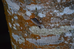 Catonephele numilia esite