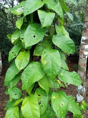 Passiflora ambigua