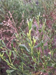 Baccharis pilularis