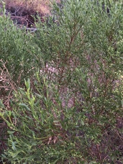 Baccharis pilularis