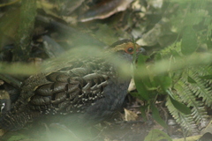 Odontophorus capueira