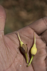 Madhuca longifolia
