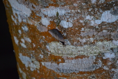 Catonephele numilia esite