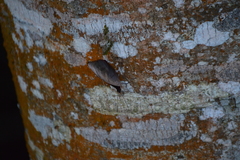 Catonephele numilia esite