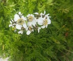 Achillea atrata