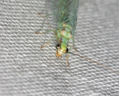 Chrysopa coloradensis