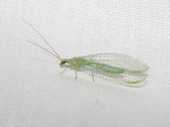 Chrysopa coloradensis