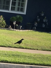 Corvus brachyrhynchos