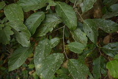 Prunus ceylanica