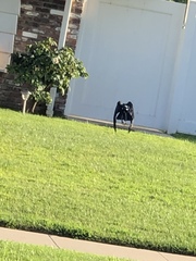 Corvus brachyrhynchos