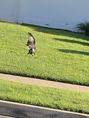 Corvus brachyrhynchos