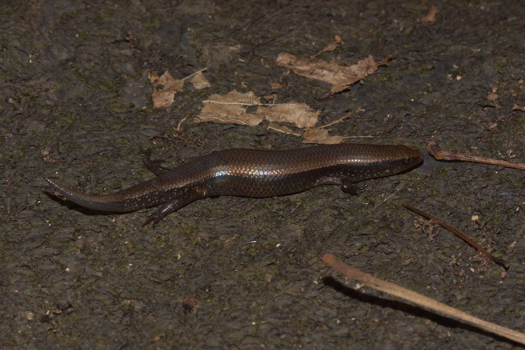 Vietnam Agile Skink