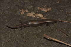 Vietnam Agile Skink photo 1