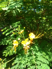 Caesalpinia pulcherrima flava