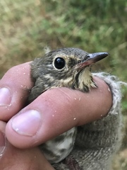 Catharus ustulatus incanus