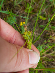 Carex viridula